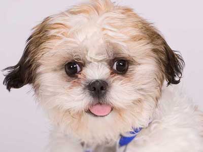 Shichon Precio