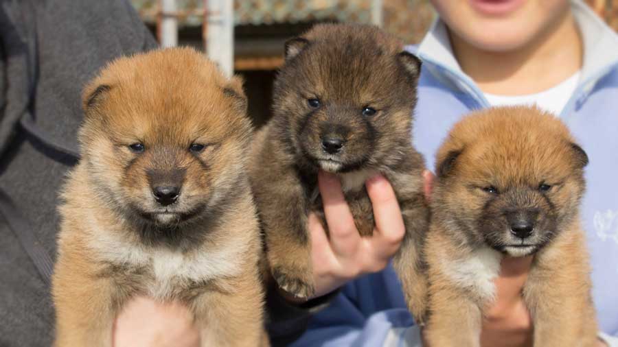 Shikoku Inu