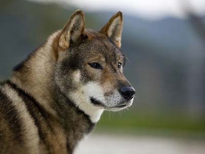Shikoku Inu Precio