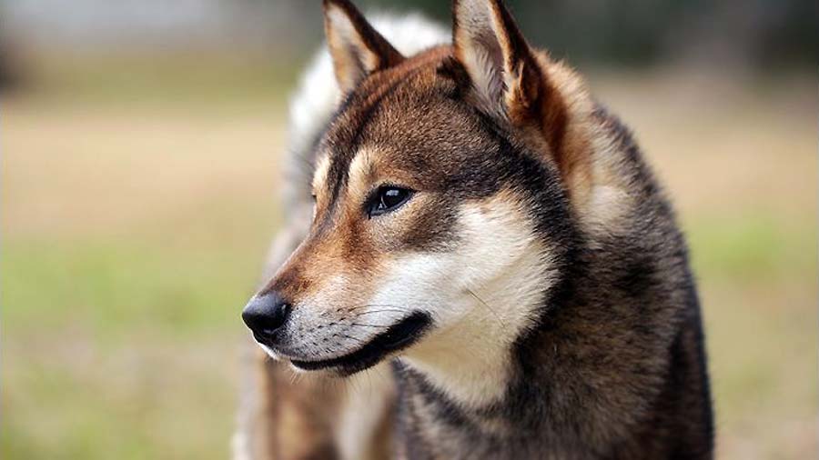 Shikoku Inu