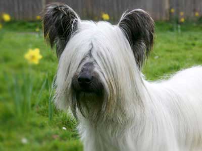 Skye Terrier Precio