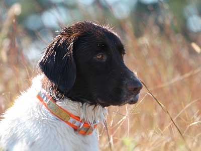 Munsterlander Pequeño Precio