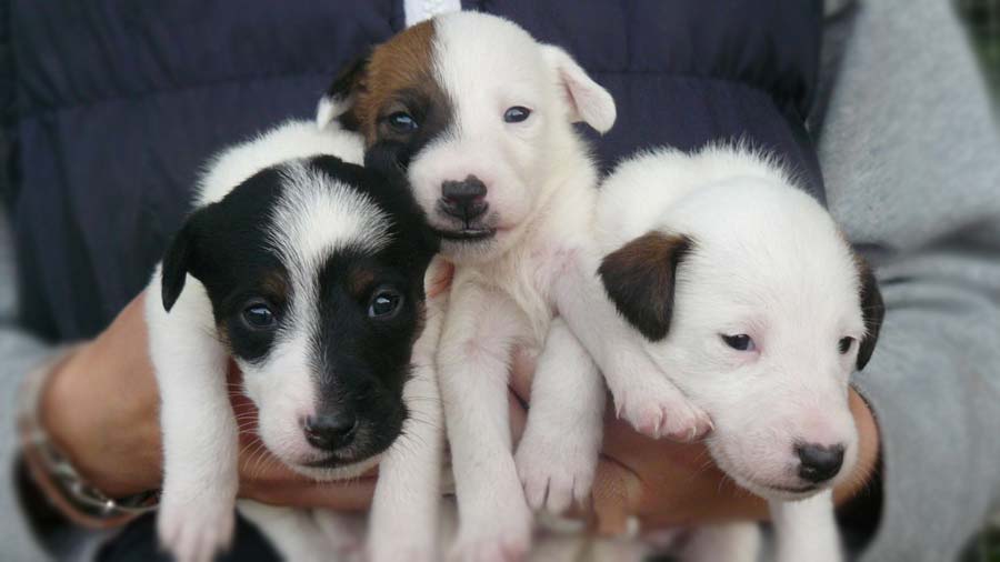 Fox Terrier Liso