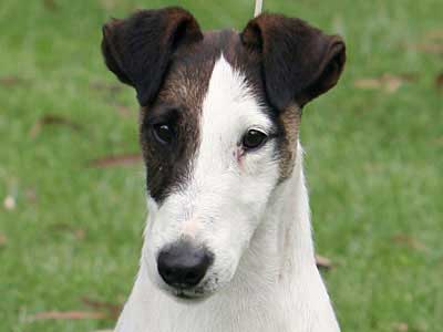 Fox Terrier Liso Precio