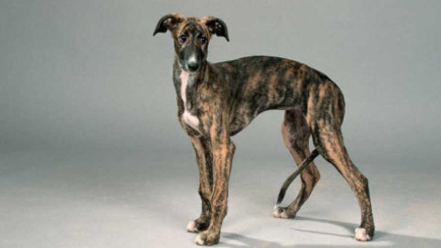 Galgo Español