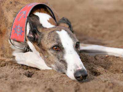 Galgo Español Precio