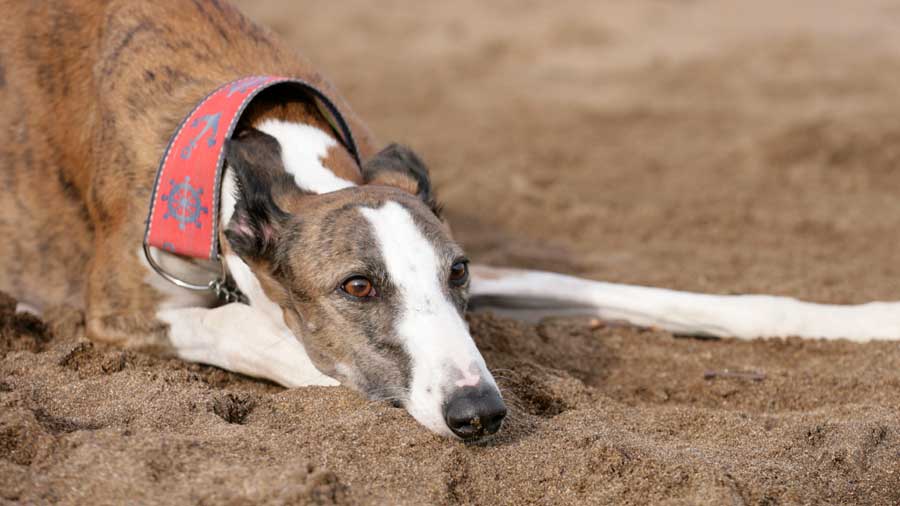 Galgo Español