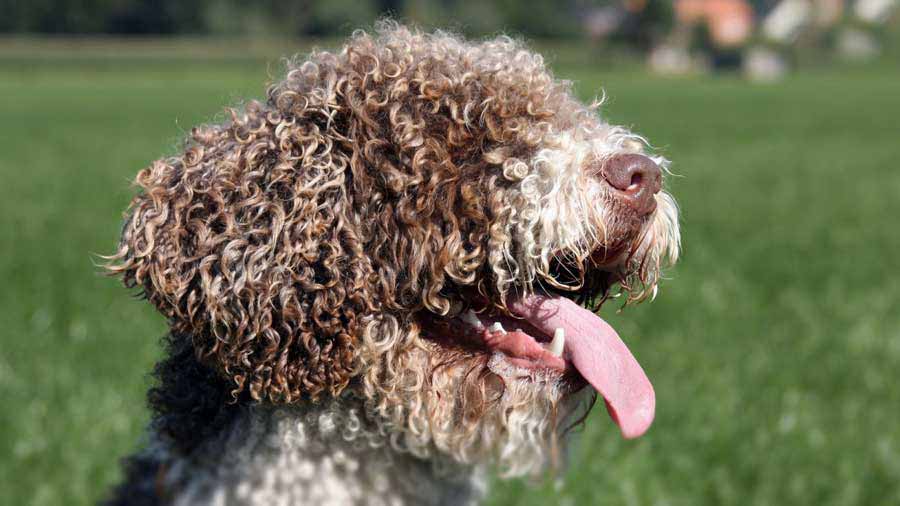 Perro de Agua Español