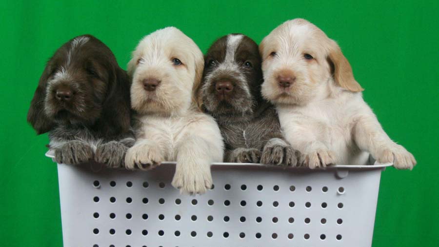 Spinone Italiano