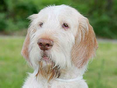 Spinone Italiano Precio
