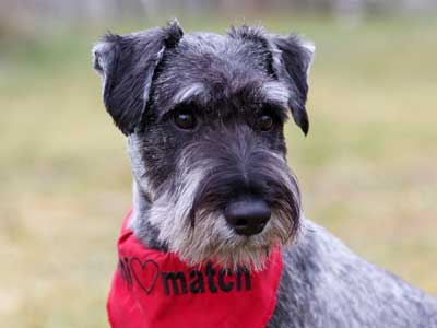 Schnauzer Precio