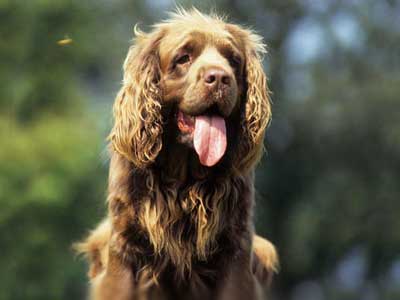 Perro de Aguas de Sussex Precio