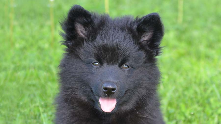 Lapphund Sueco