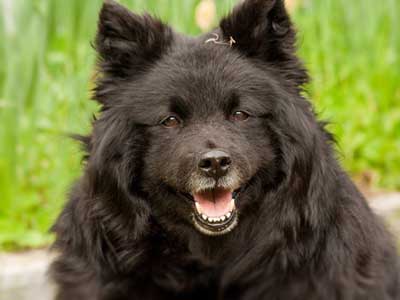 Lapphund Sueco Precio
