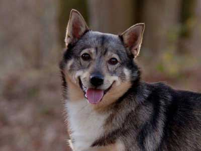 Vallhund Sueco Precio