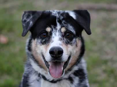 Texas Heeler Precio