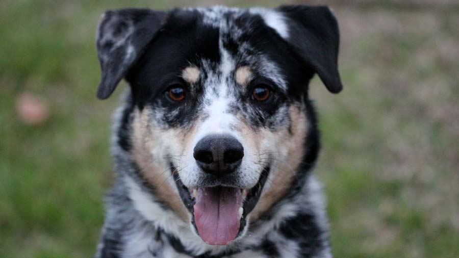 Texas Heeler