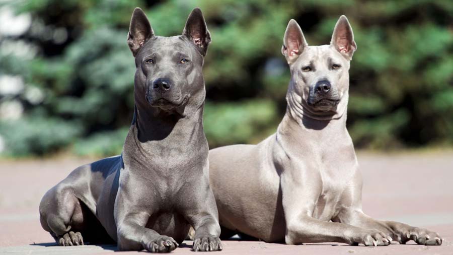 Ridgeback Tailandés