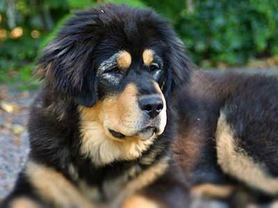 Dogo del Tíbet Precio