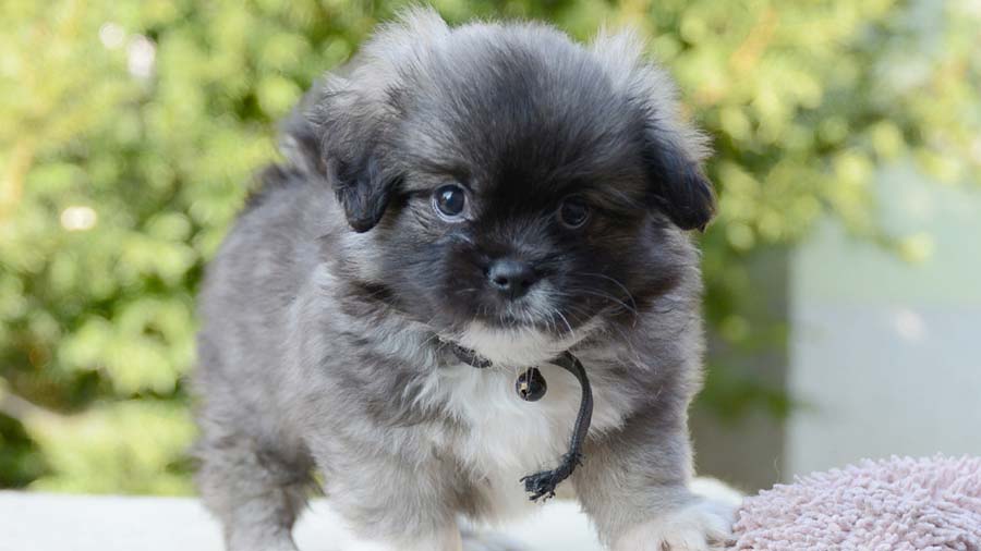 Spaniel Tibetano