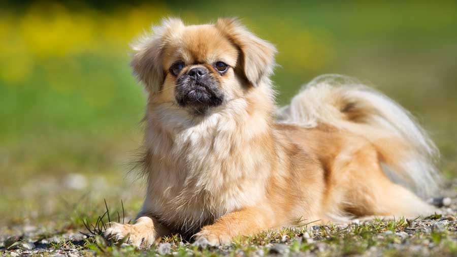 Spaniel Tibetano