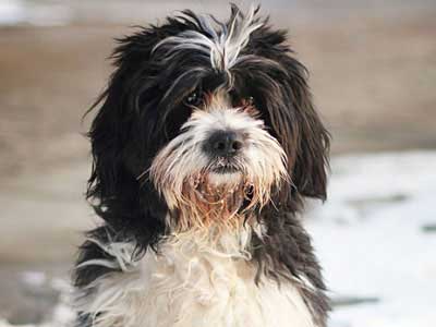 Terrier Tibetano Precio