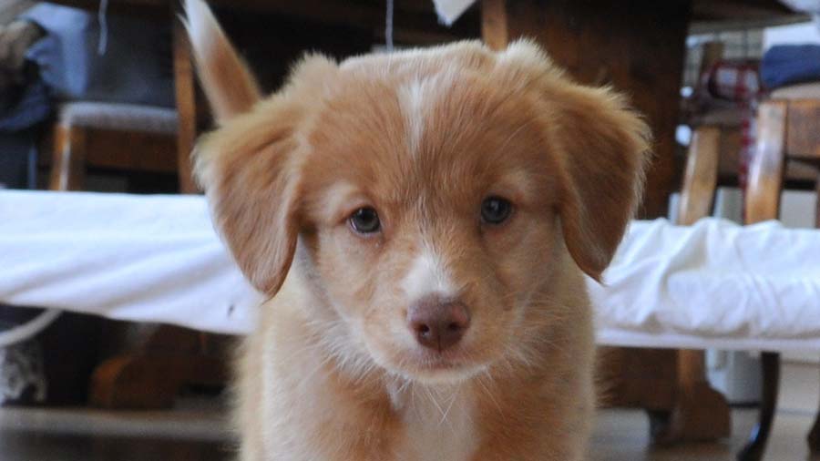 Retriever de Nueva Escocia