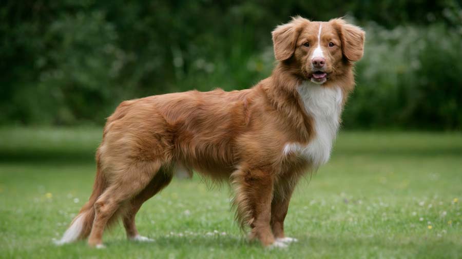 Retriever de Nueva Escocia