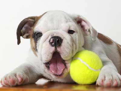 Bulldog Miniatura Precio
