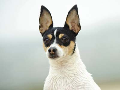 Toy Fox Terrier Precio
