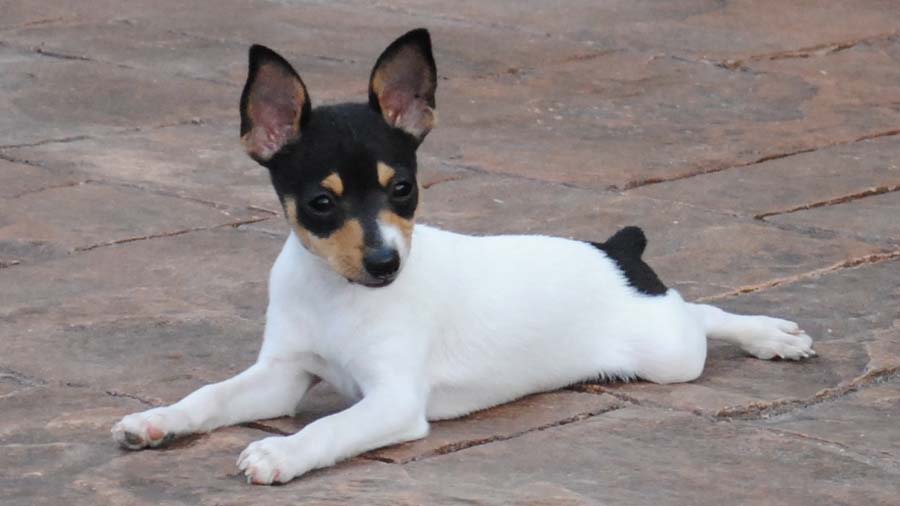 Toy Fox Terrier