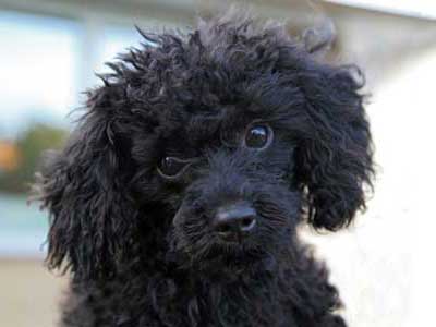 Caniche Toy Precio