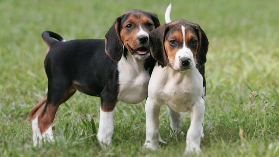 Coonhound Caminante de árboles