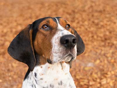 Coonhound Caminante de árboles Precio