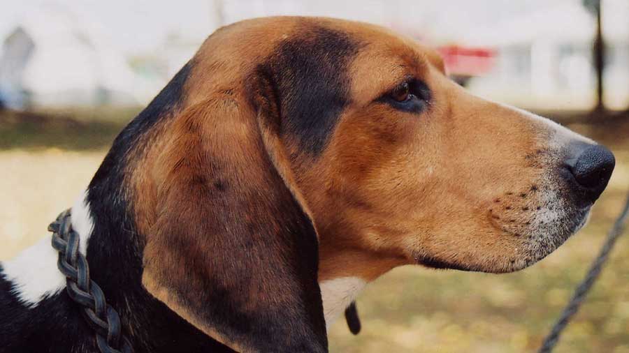 Coonhound Caminante de árboles