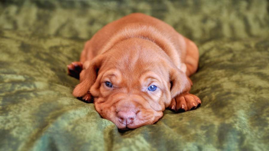 Vizsla