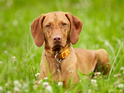 Vizsla Precio