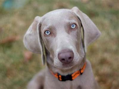 Weimaraner Precio