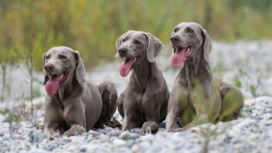 Weimaraner