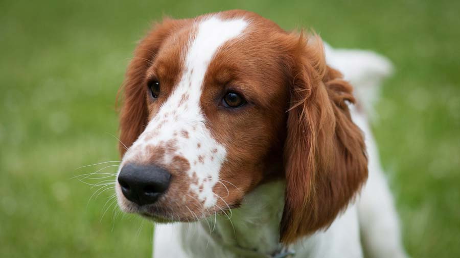 Springer Spaniel Galés