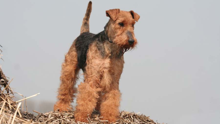 Terrier Galés