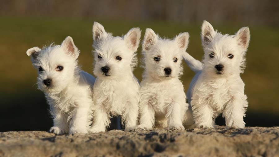 Terrier Blanco de Montaña