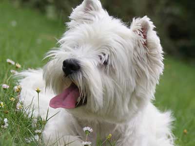 Terrier Blanco de Montaña Precio