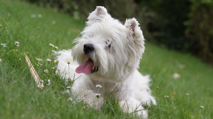 Terrier Blanco de Montaña