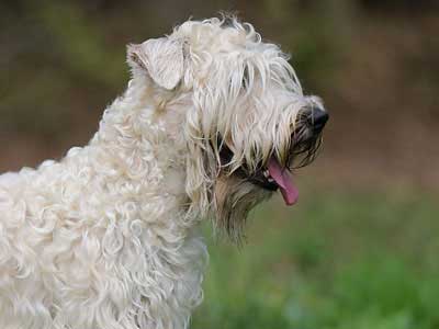 Terrier de Trigo Blando Precio