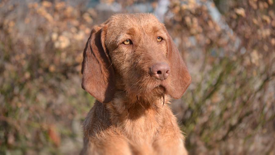 Vizsla de Pelo Duro