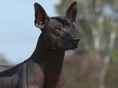 Xoloitzcuintli Precio