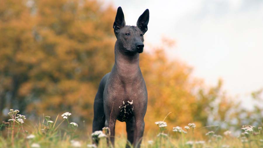 Xoloitzcuintli