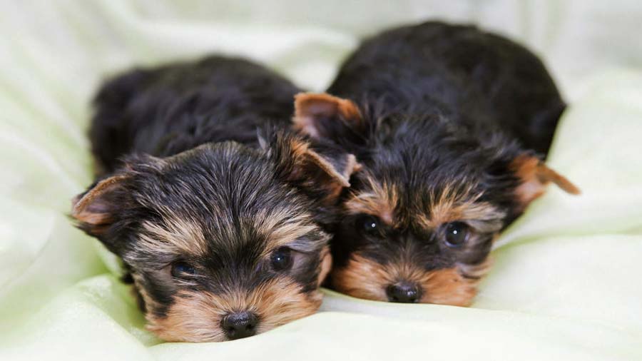 Yorkshire Terrier