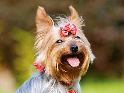 Yorkshire Terrier Precio